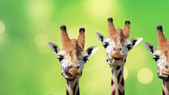 Emirates Park Zoo and Resort
