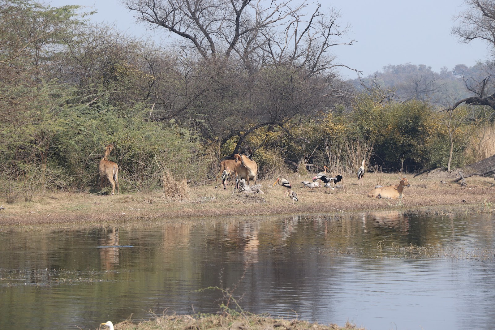 Bharatpur Bird Sanctuary