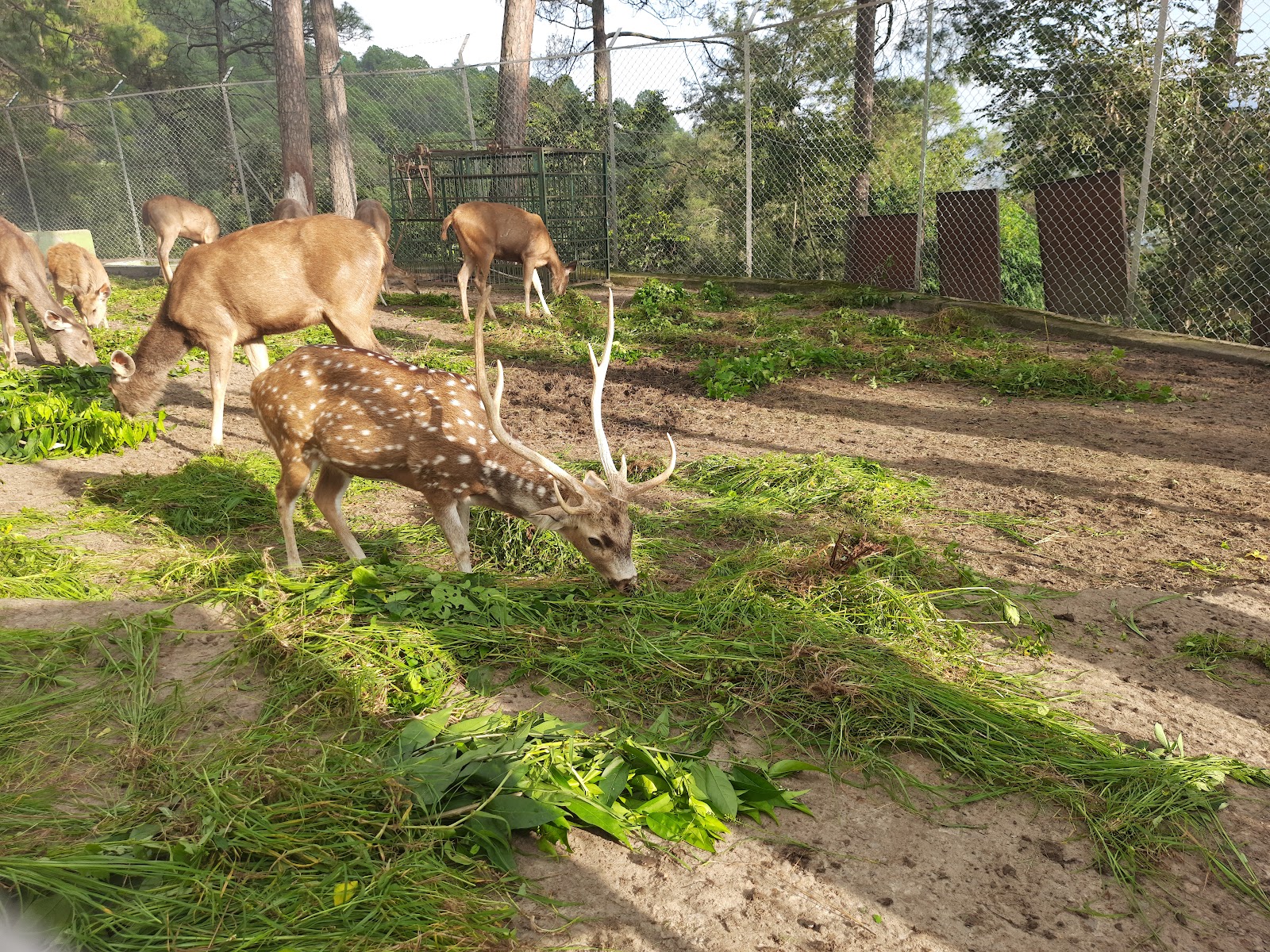 Mrig Vihar Zoo (Baldhauti)