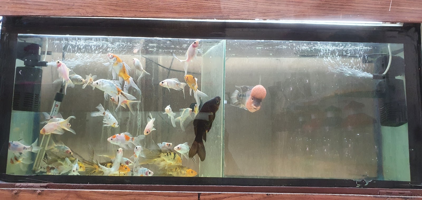 sri sai aquarium
