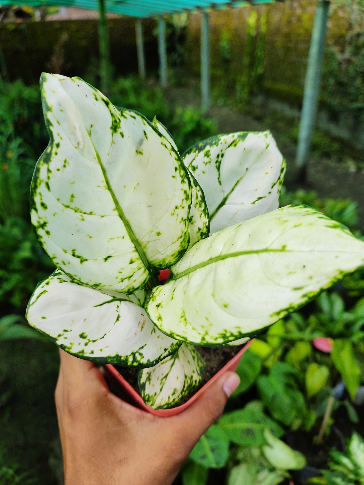 Evergreen Corner - Nursery