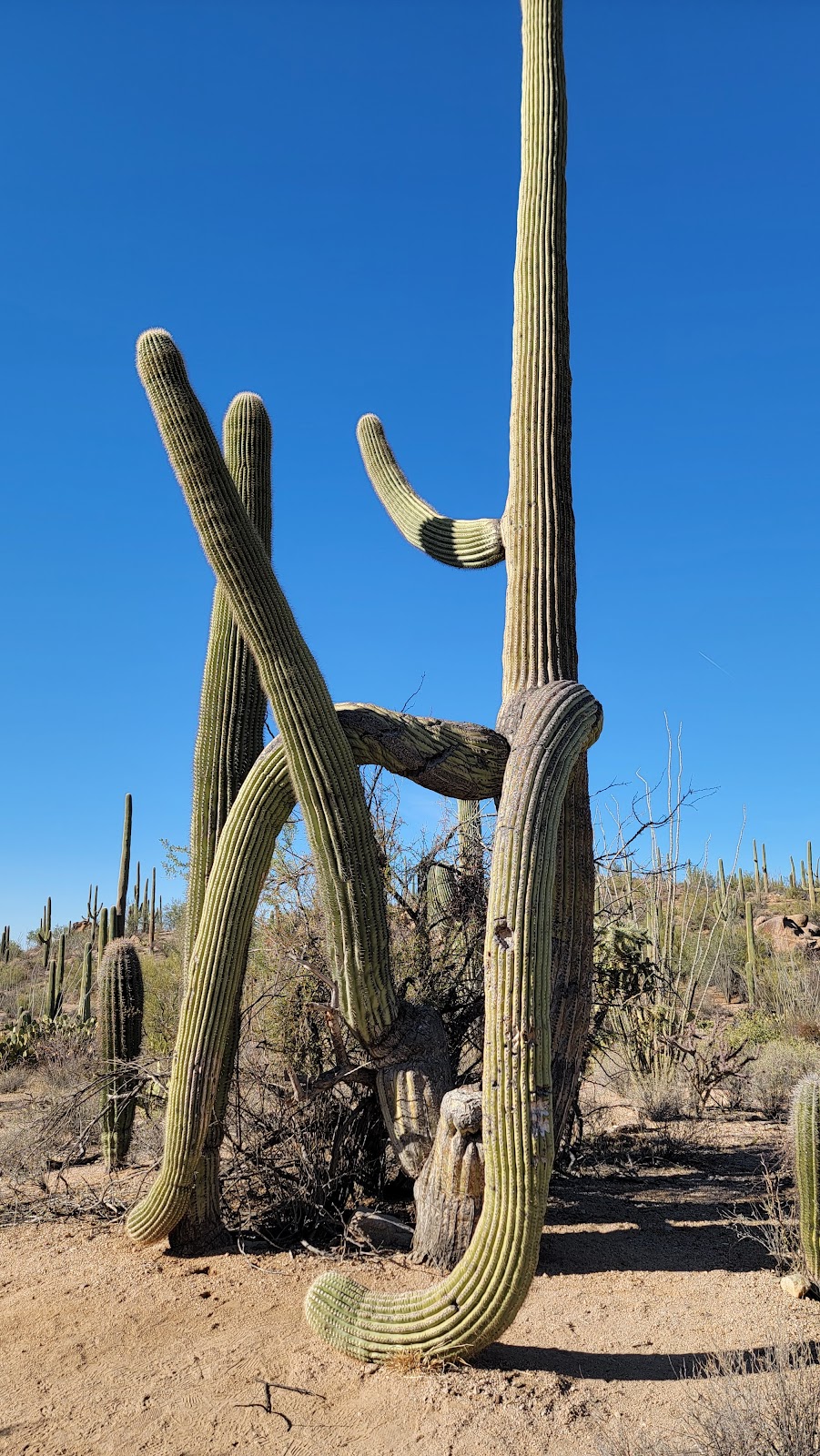 Saguaro National Park