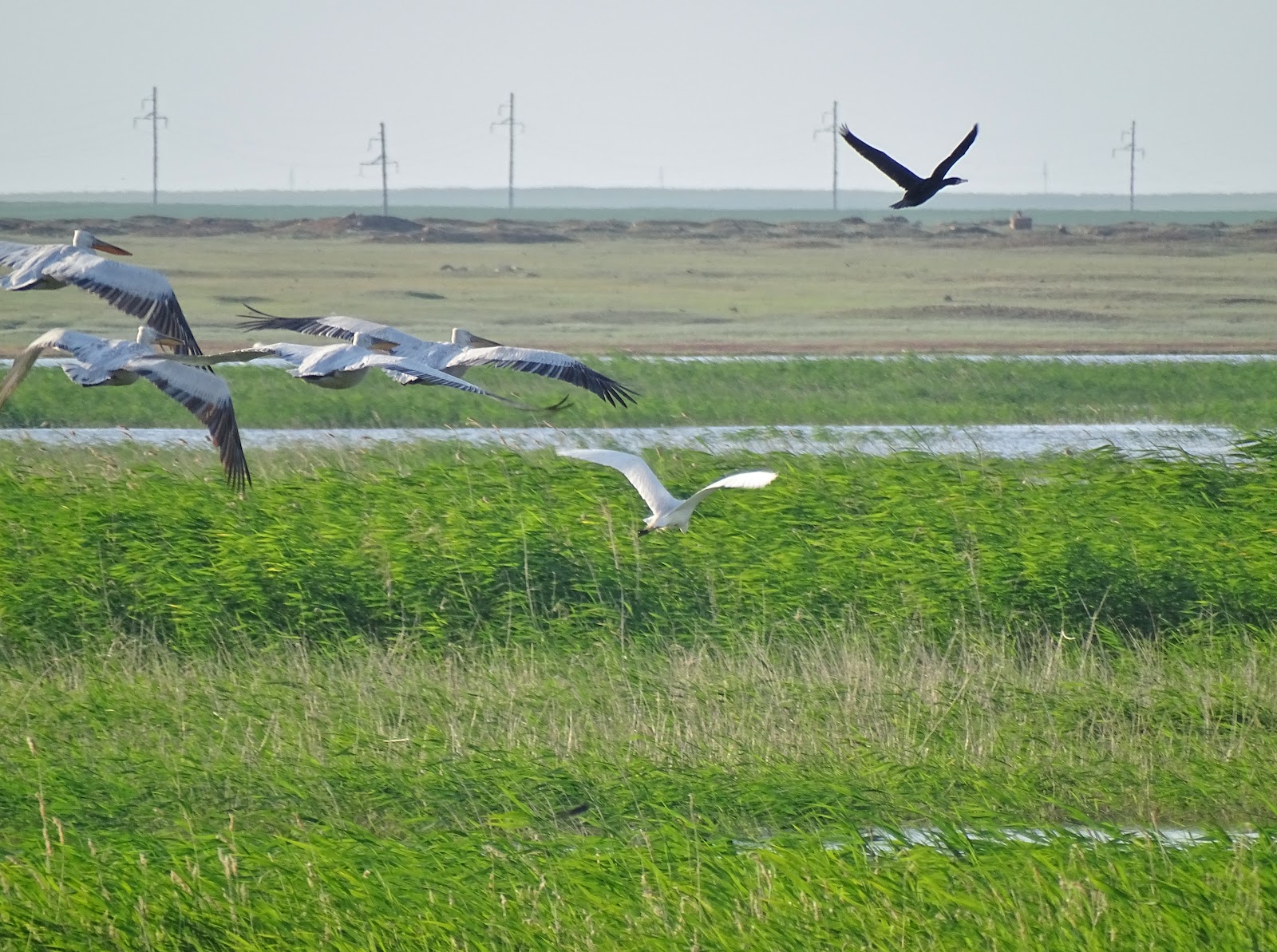 Korgalzhyn State Nature Reserve