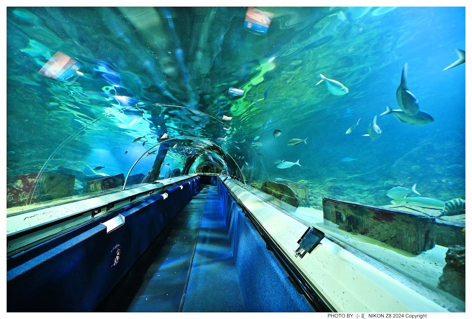 SEA LIFE Kelly Tarlton's Aquarium