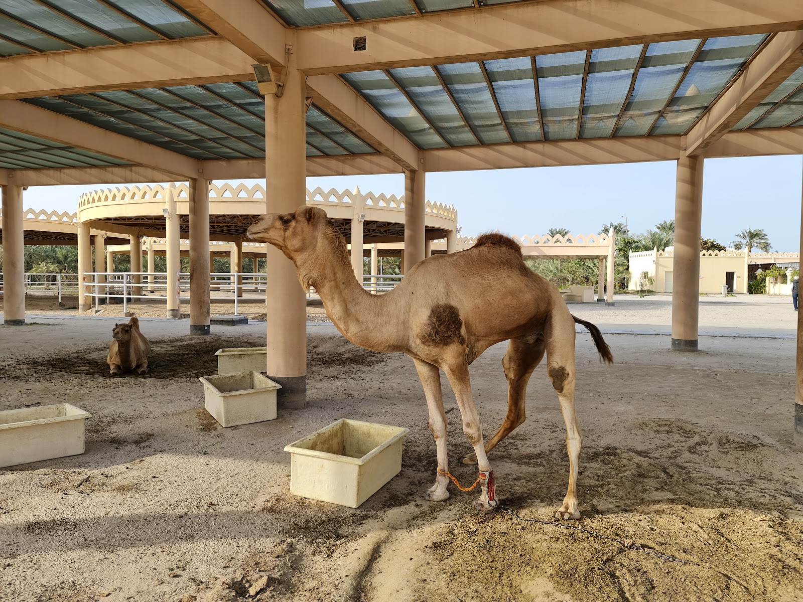 Royal Camel Farm