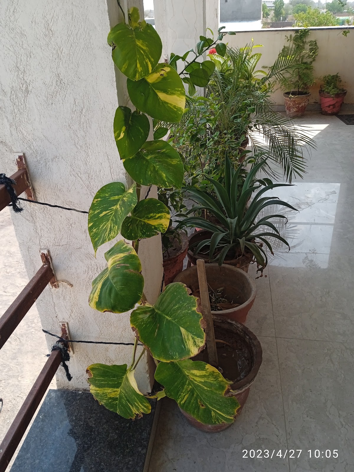 The Gangaur Hotel