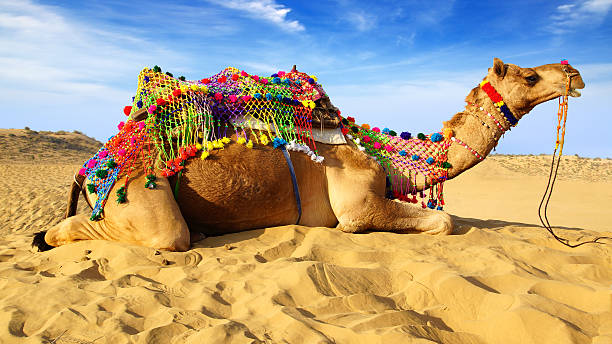 International Camel Festival