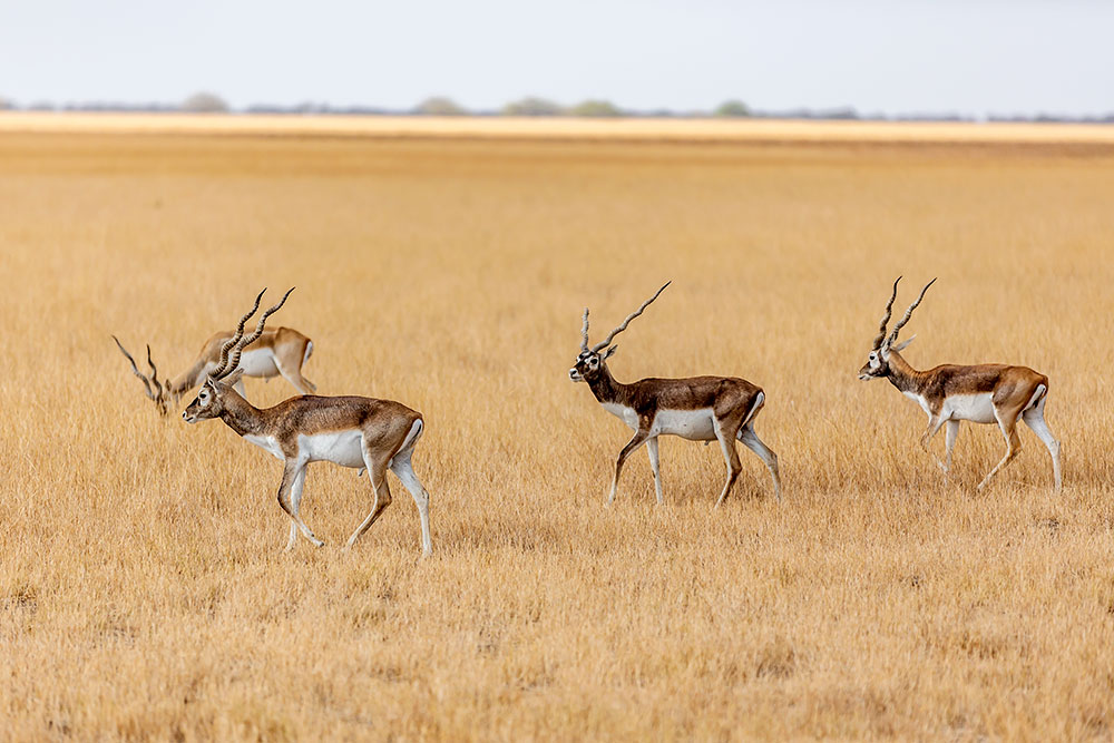 Blackbuck National Park
