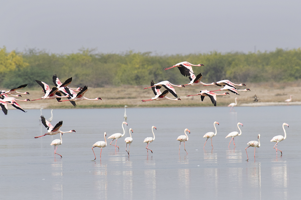 Little Rann of Kutch