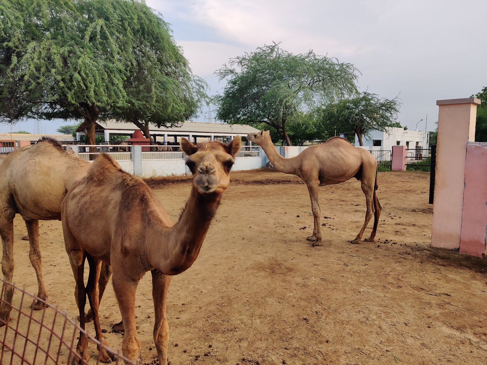 ICAR-National Research Centre on Camel