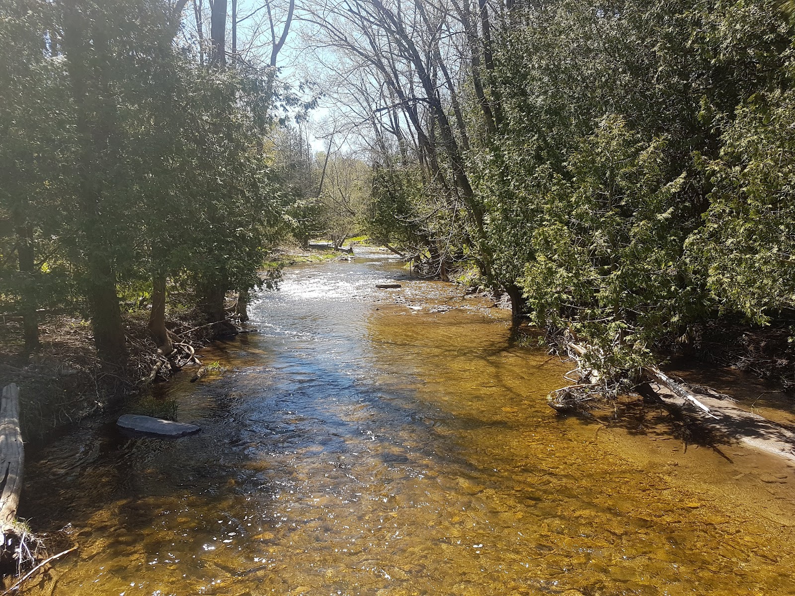 Caledon