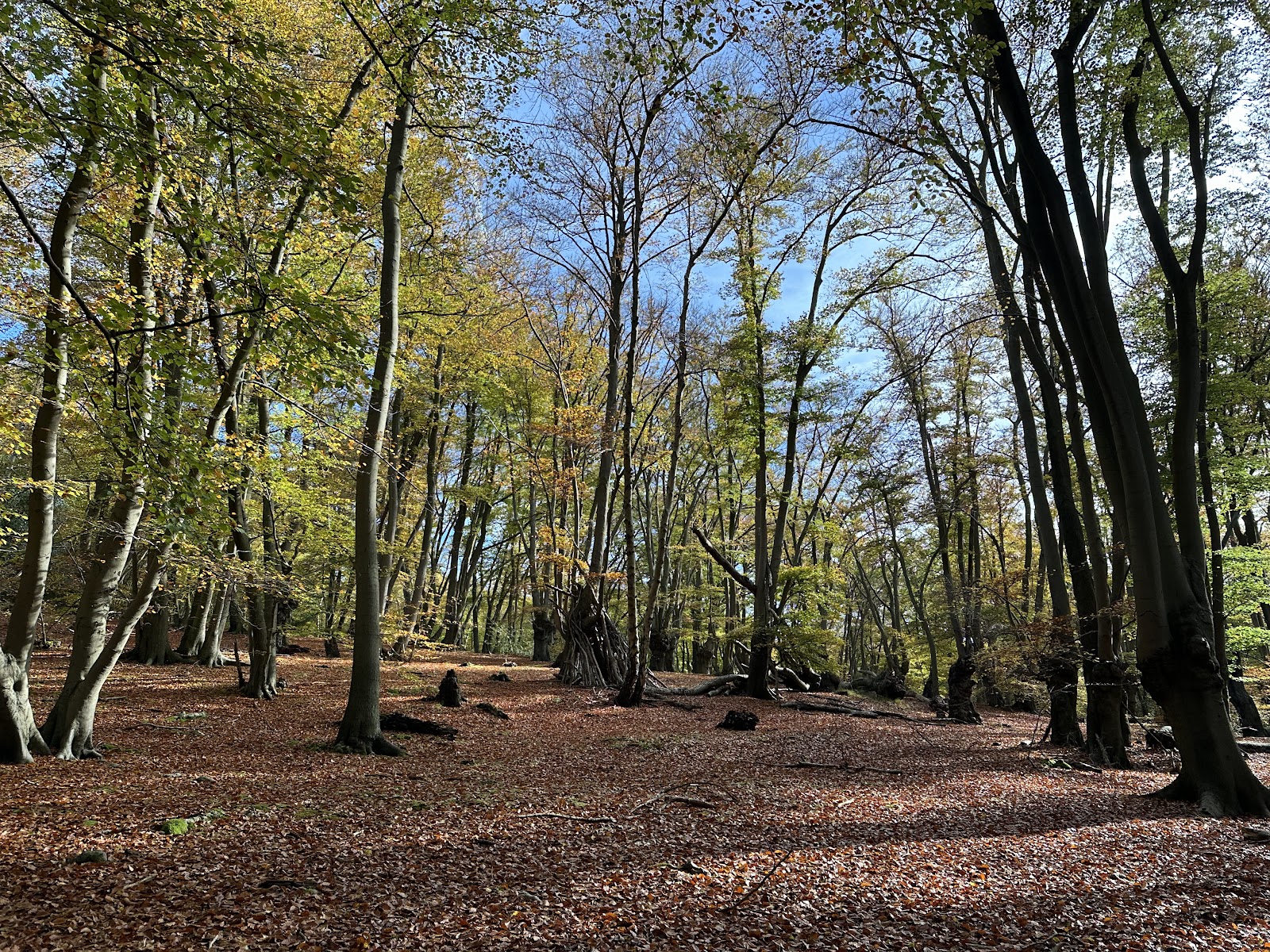Epping Forest