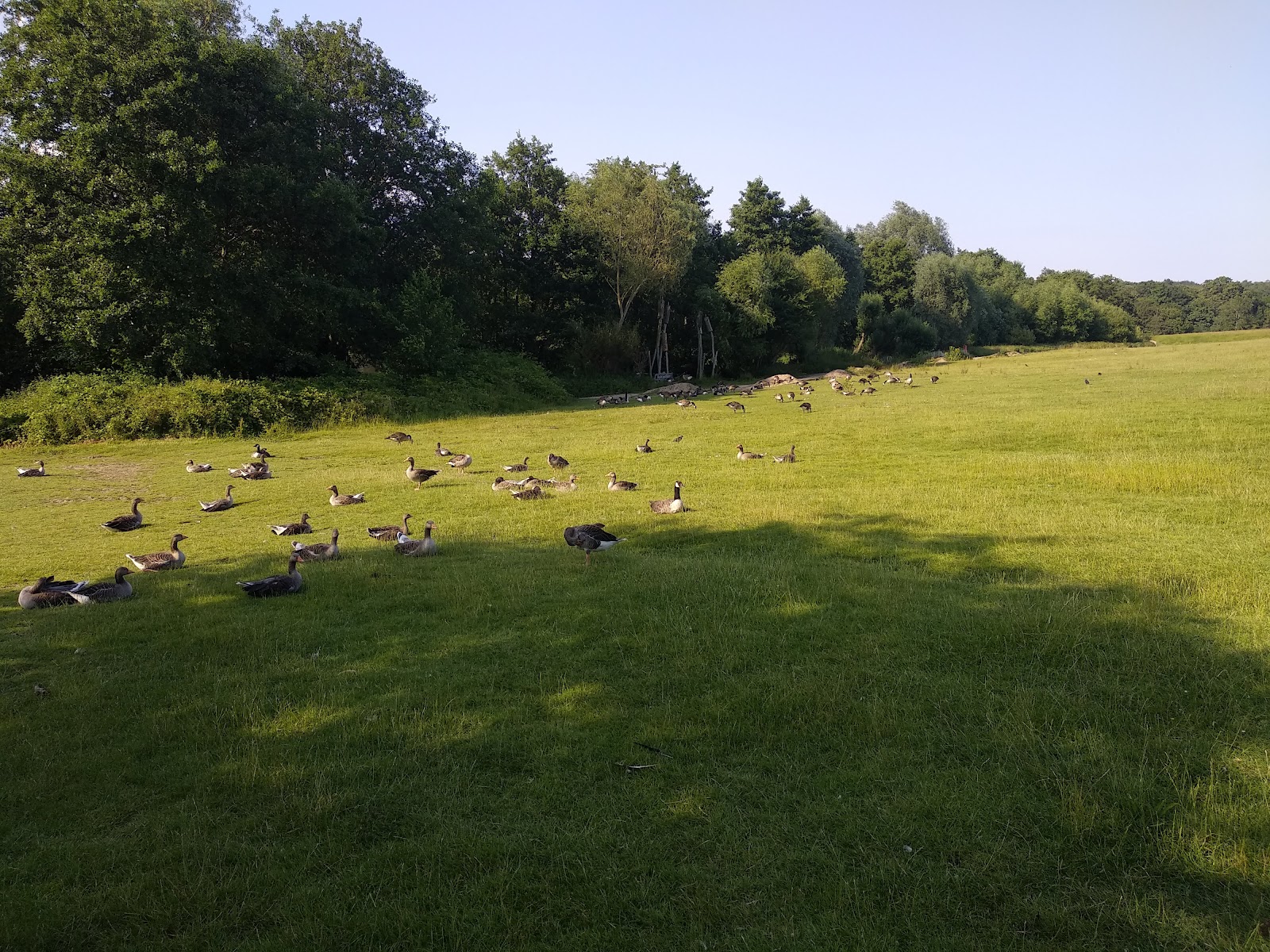 Weald Country Park