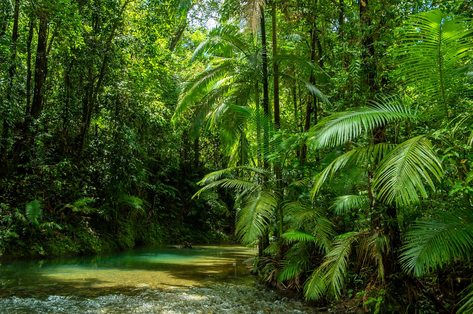 Daintree Rainforest