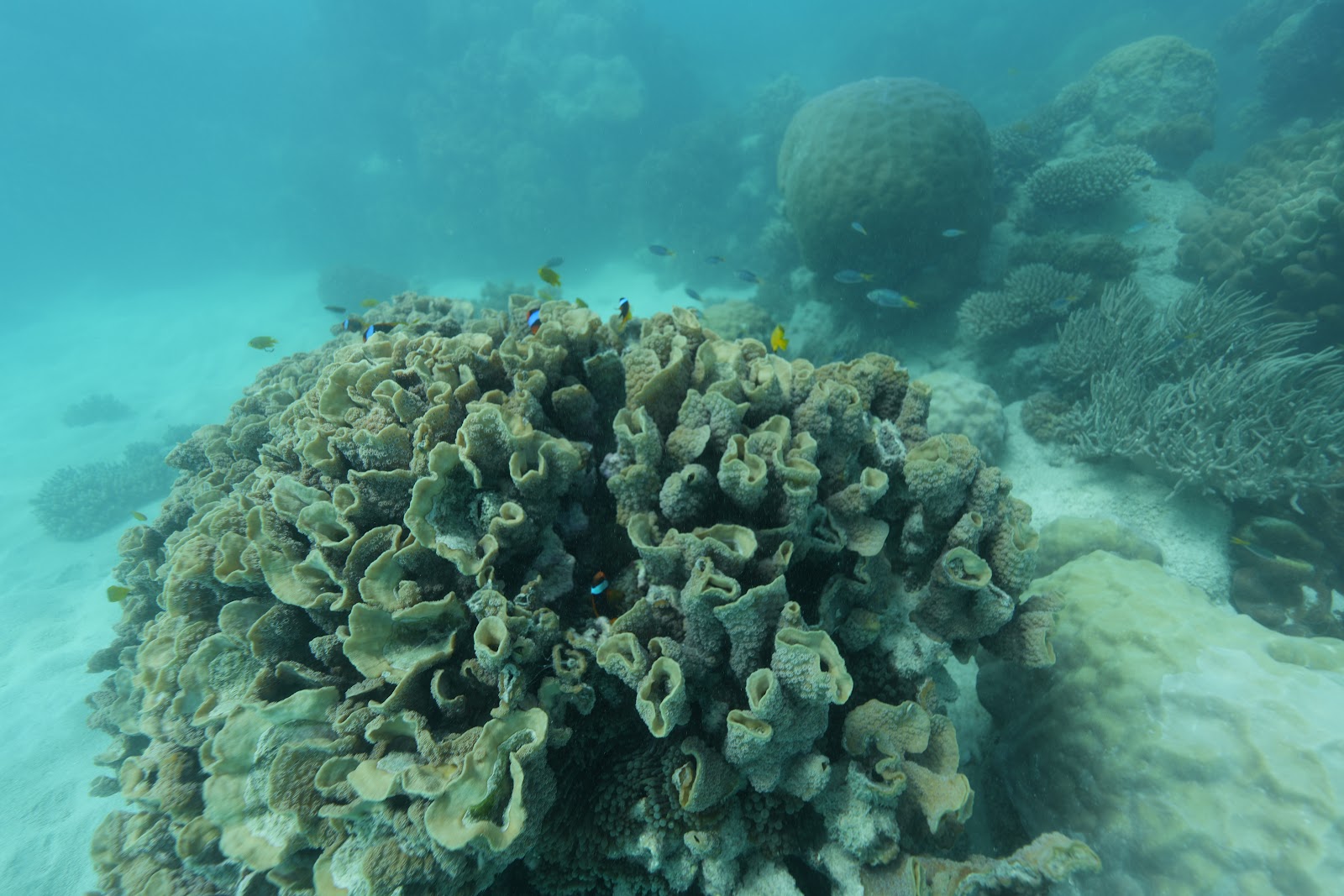 Michaelmas Cay