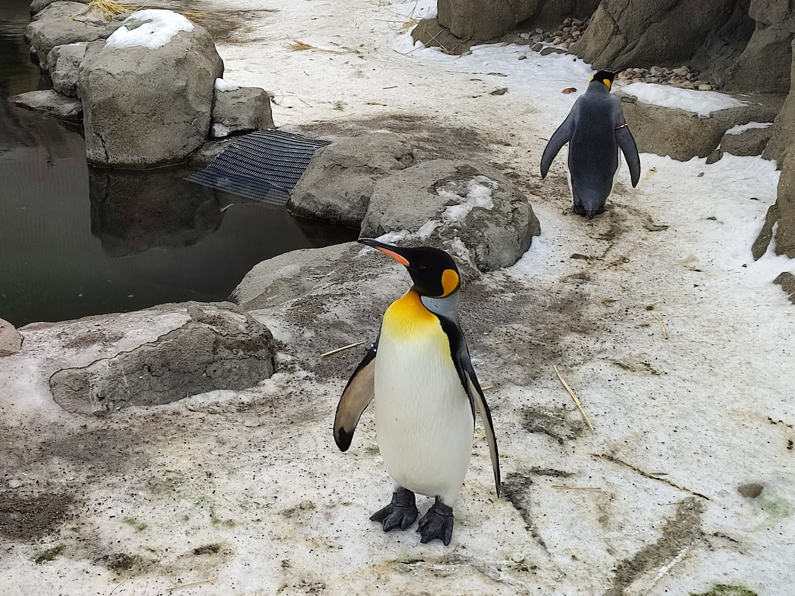 Wilder Institute/Calgary Zoo