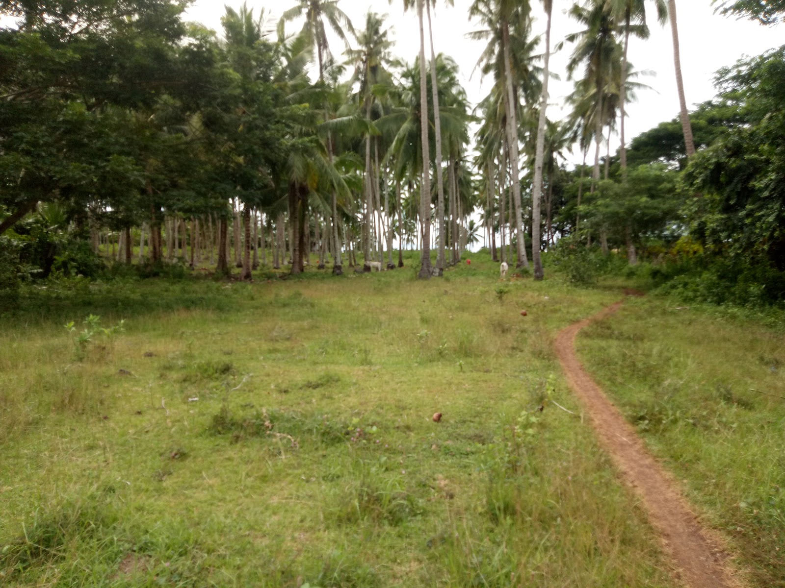 Camotes Islands