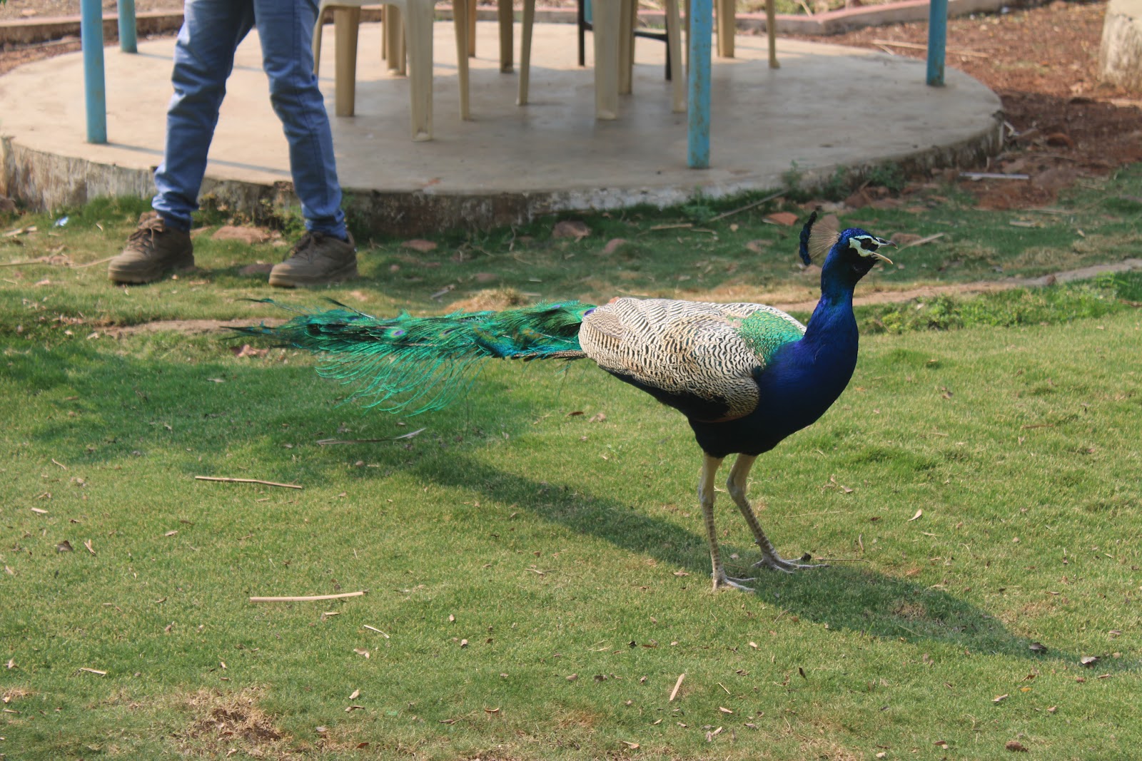 Ghodazari Wildlife Sanctuary