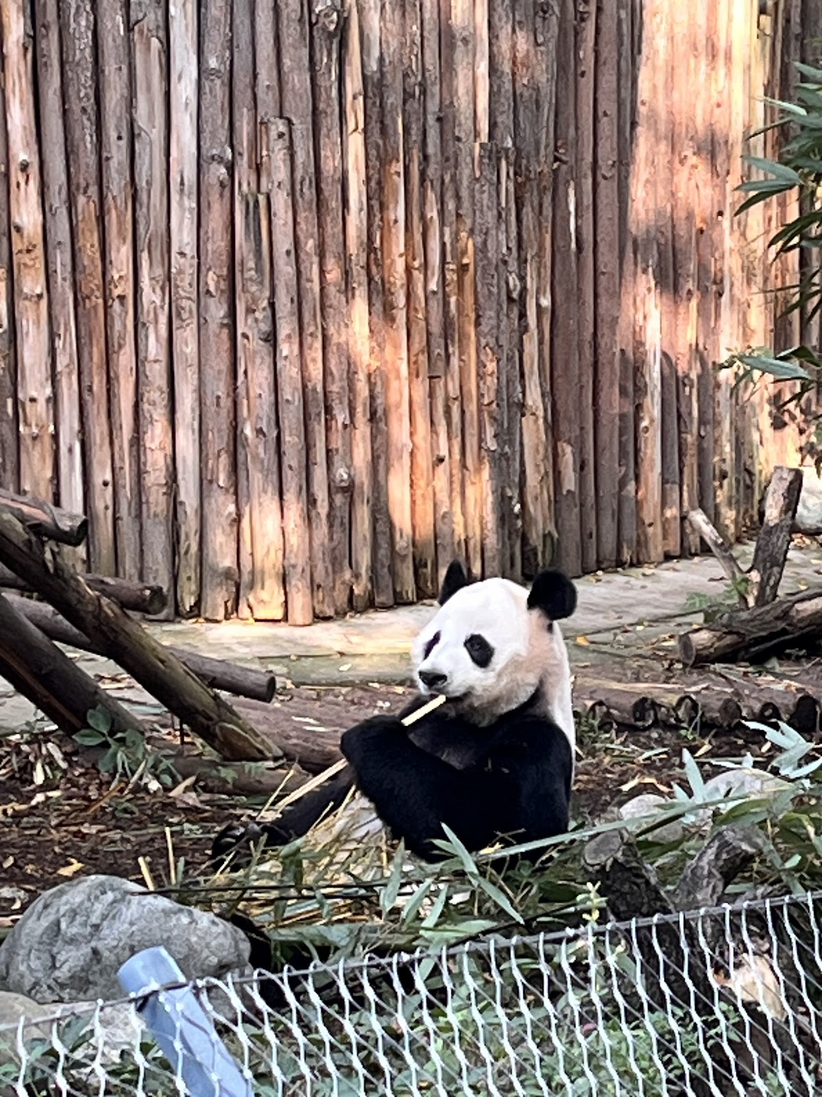 Giant Panda Breeding&Research Base
