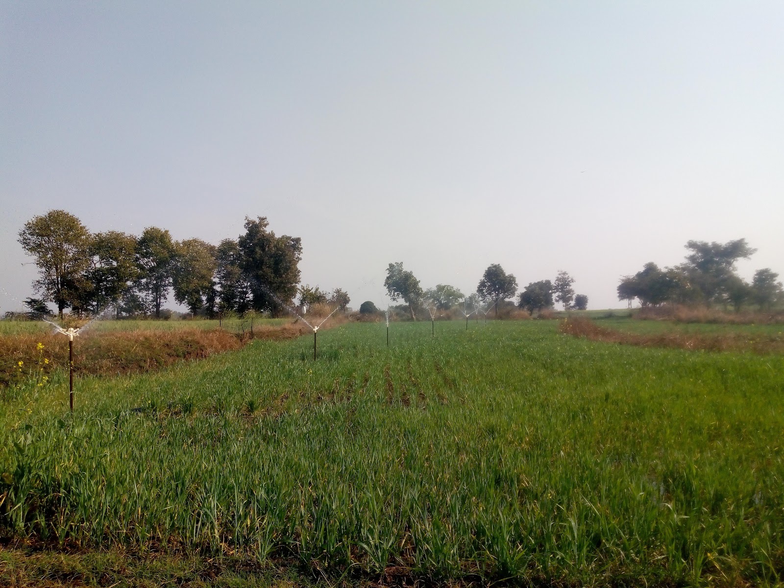 Seoni