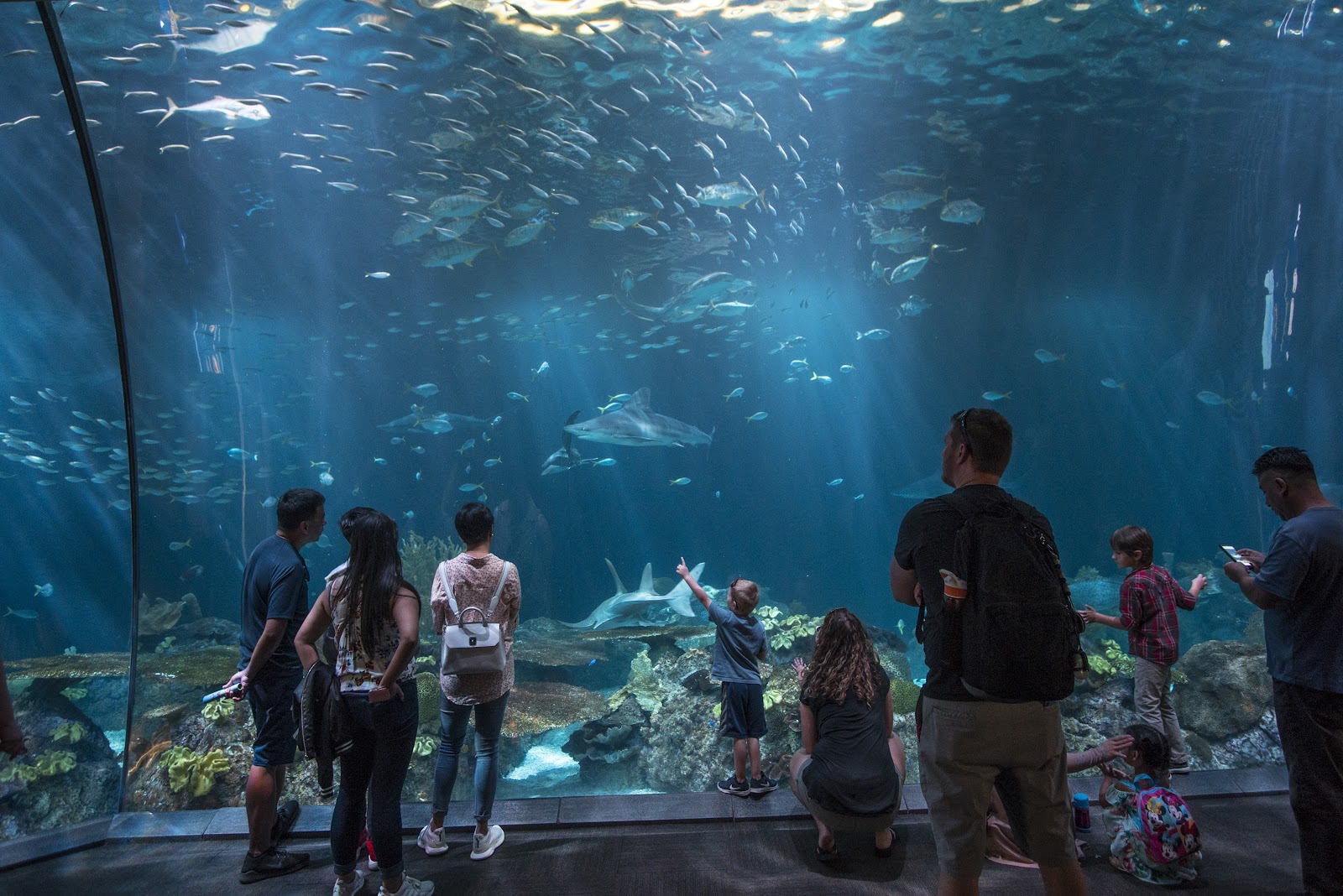 Shedd Aquarium