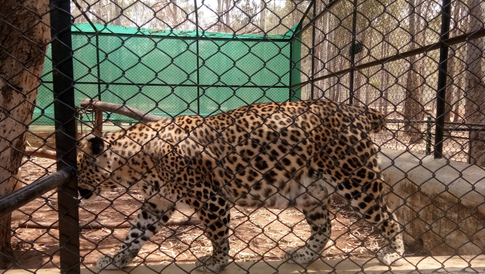 Aadumalleshwara Zoo || Chithradurga