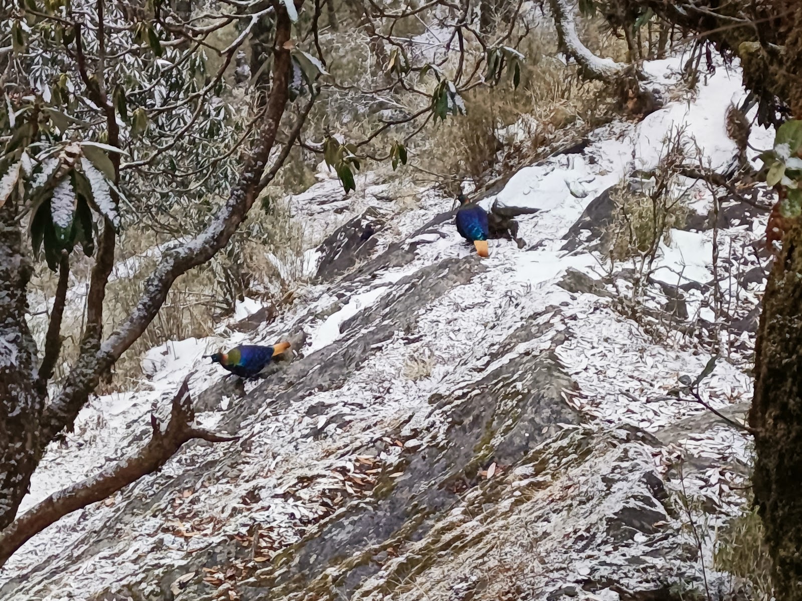 Tungnath