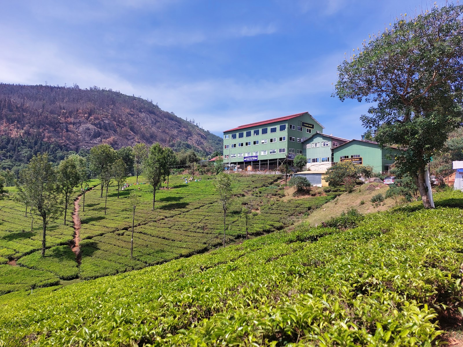 Highfield Tea Factory