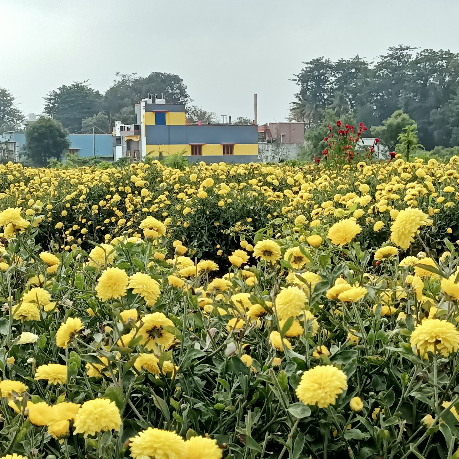 Cumbum