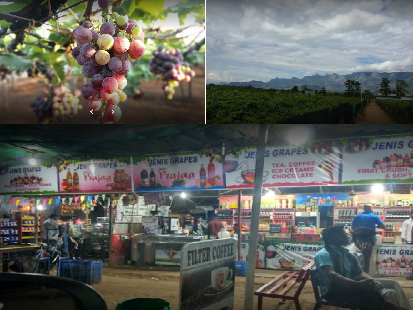 Jenis Grapes