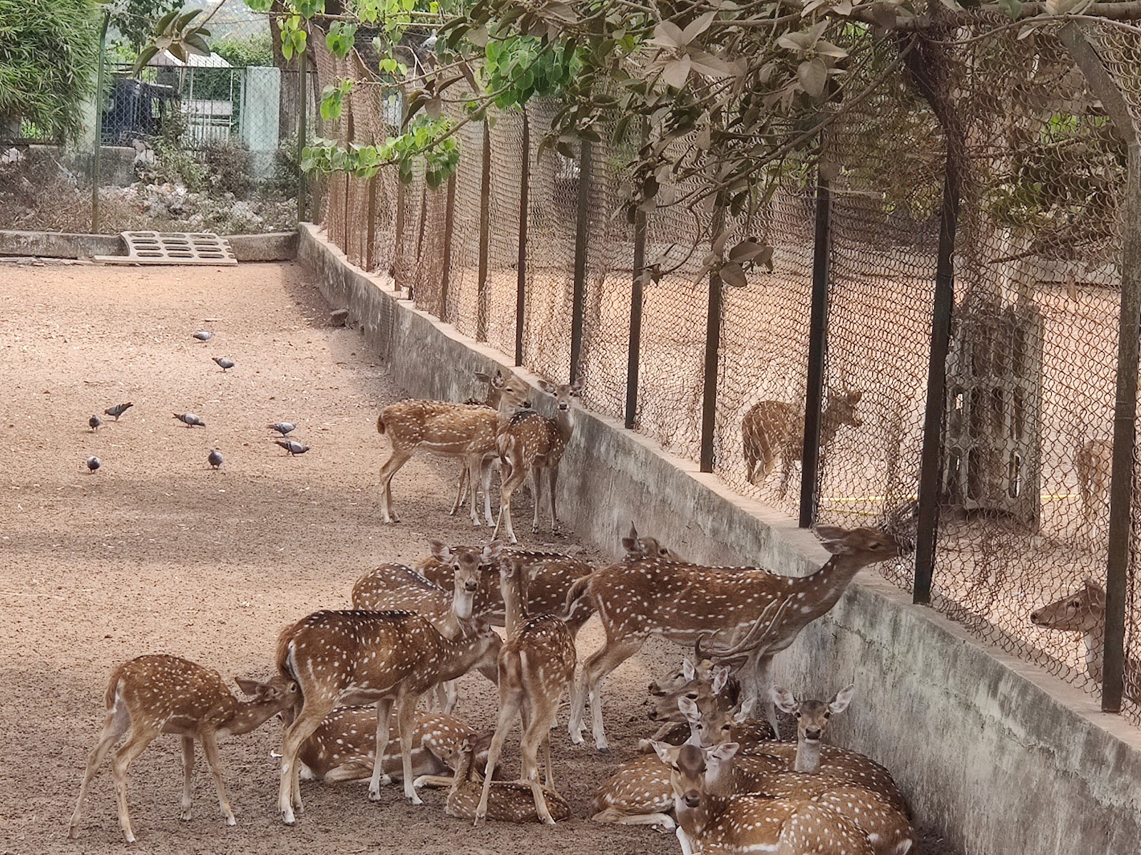 Deer Park