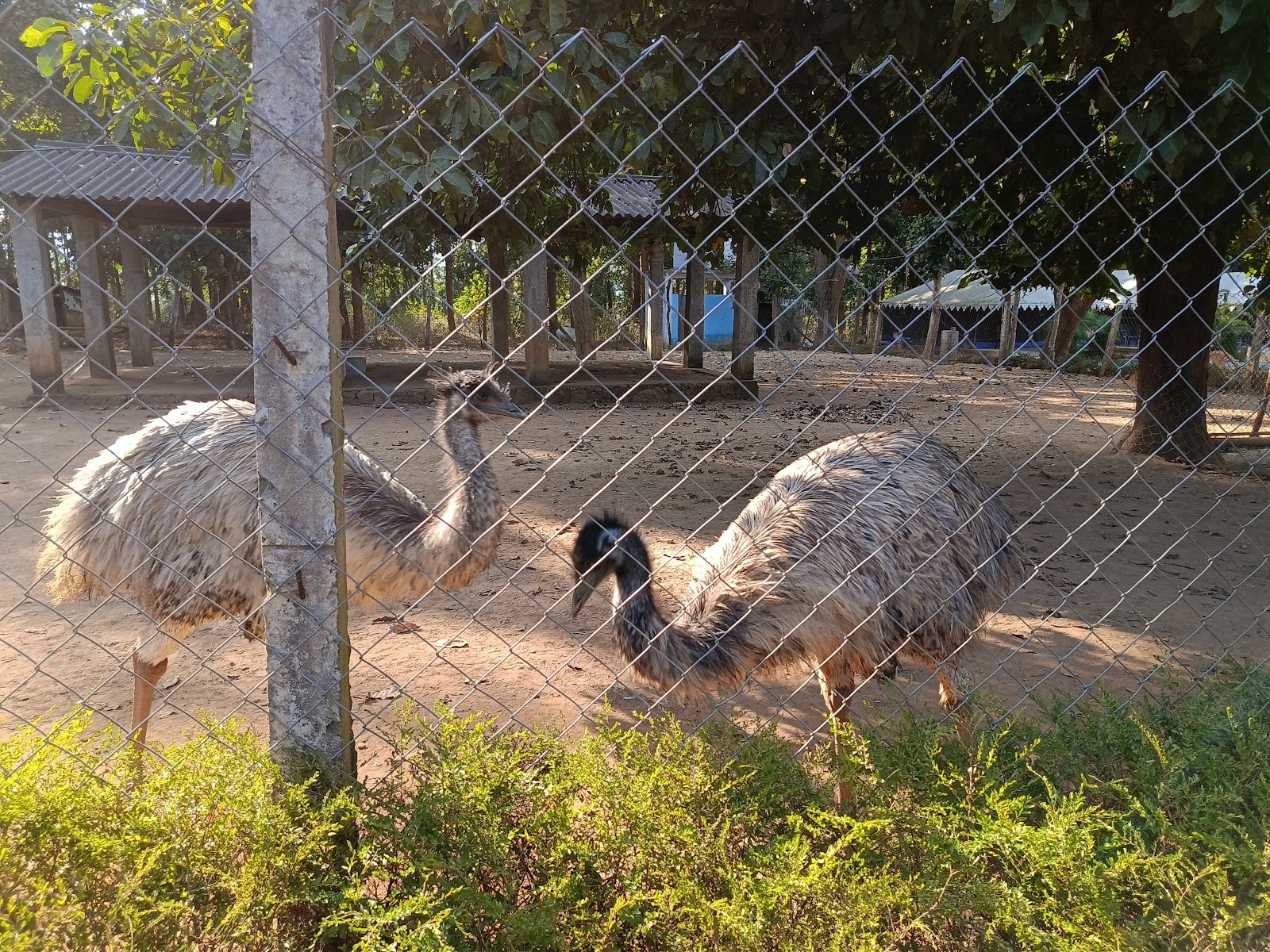 Emu Birds Zoo