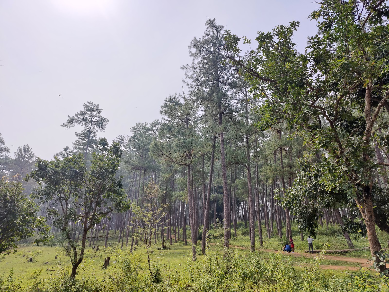 Pine Jungle Picnic Ground