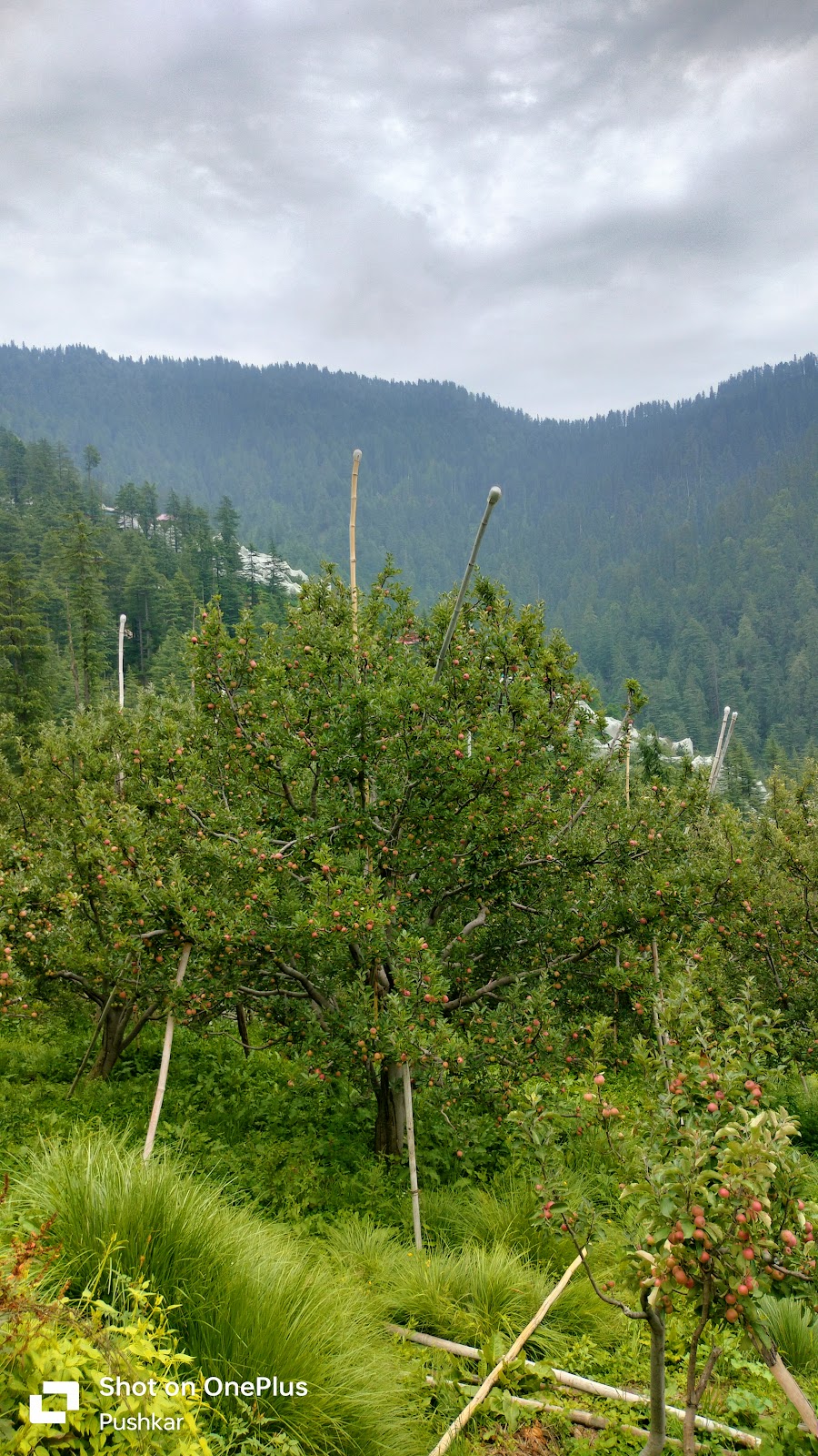 PUSHKAR SHARMA ORCHARDS