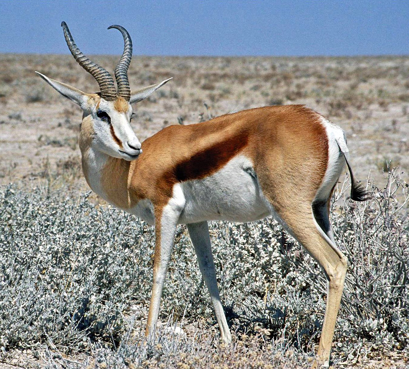 Deer Park