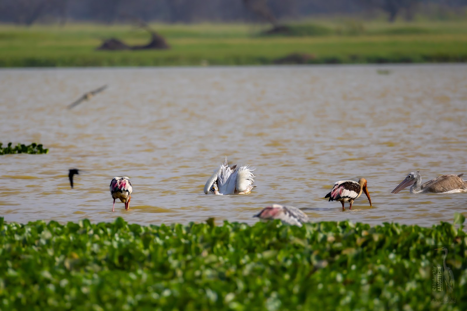 Hoskote Lake