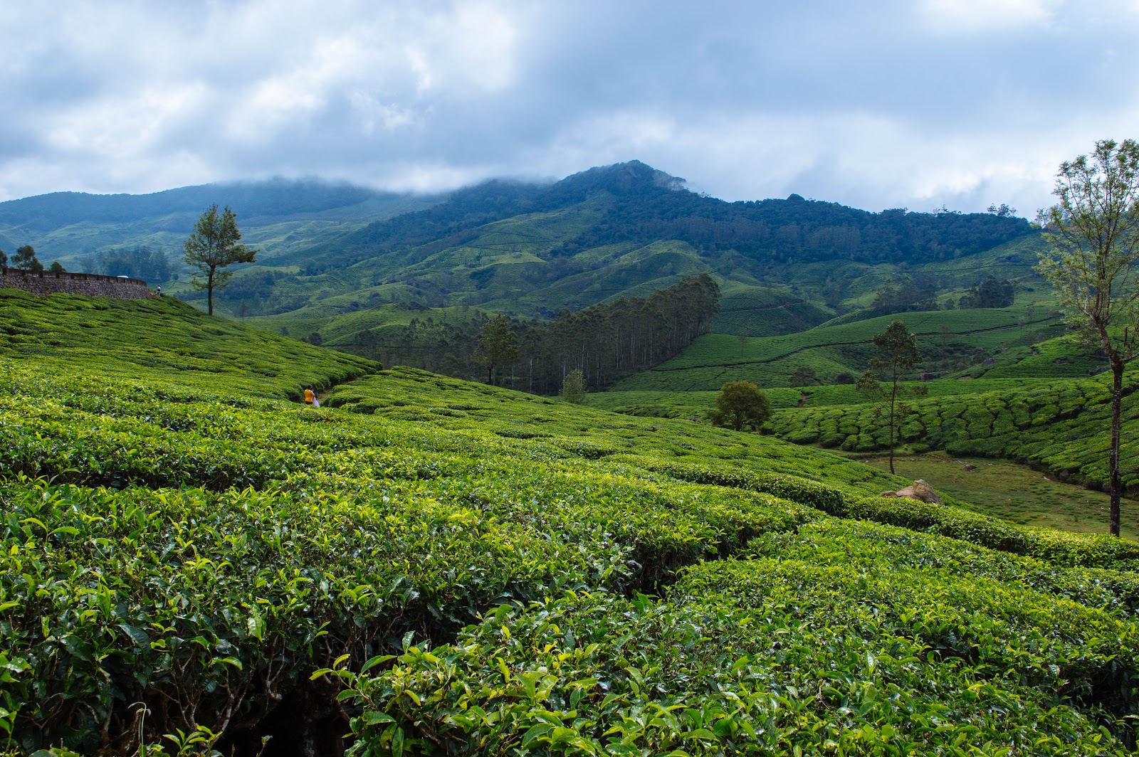 Munnar Tea Garden