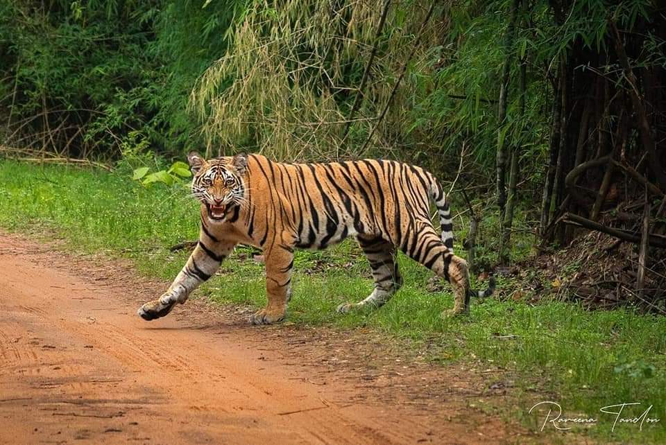 Sariska Tiger Reserve