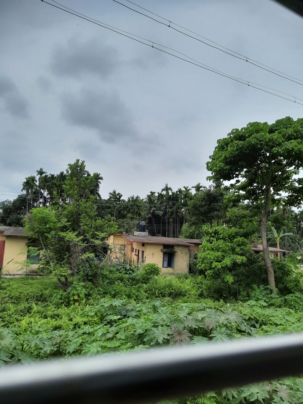 Hasimara