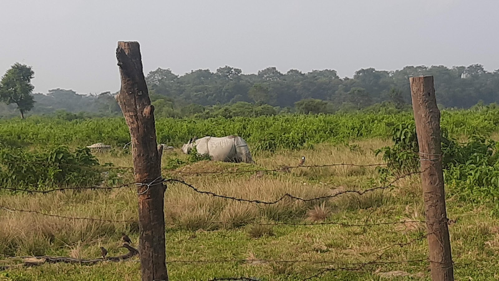Jaldapara National Park