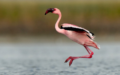 Khijadia Bird Sanctuary