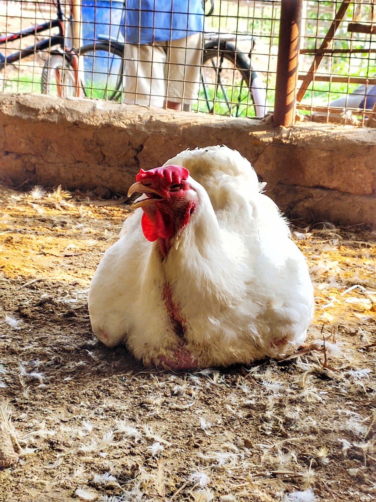 DC POULTRY(Chicken counter)