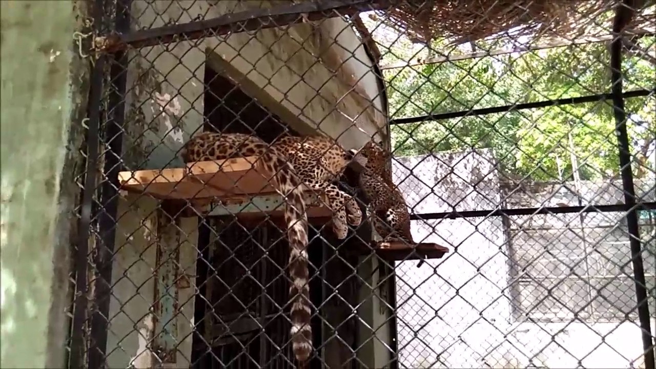Sakkarbaug Zoological Park