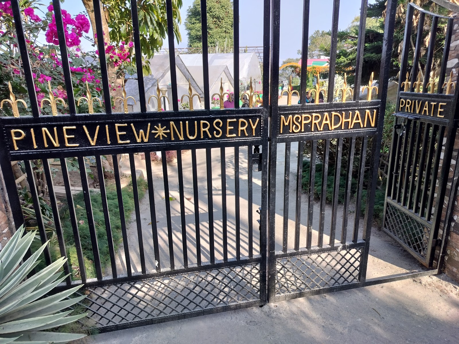 Pine View Nursery