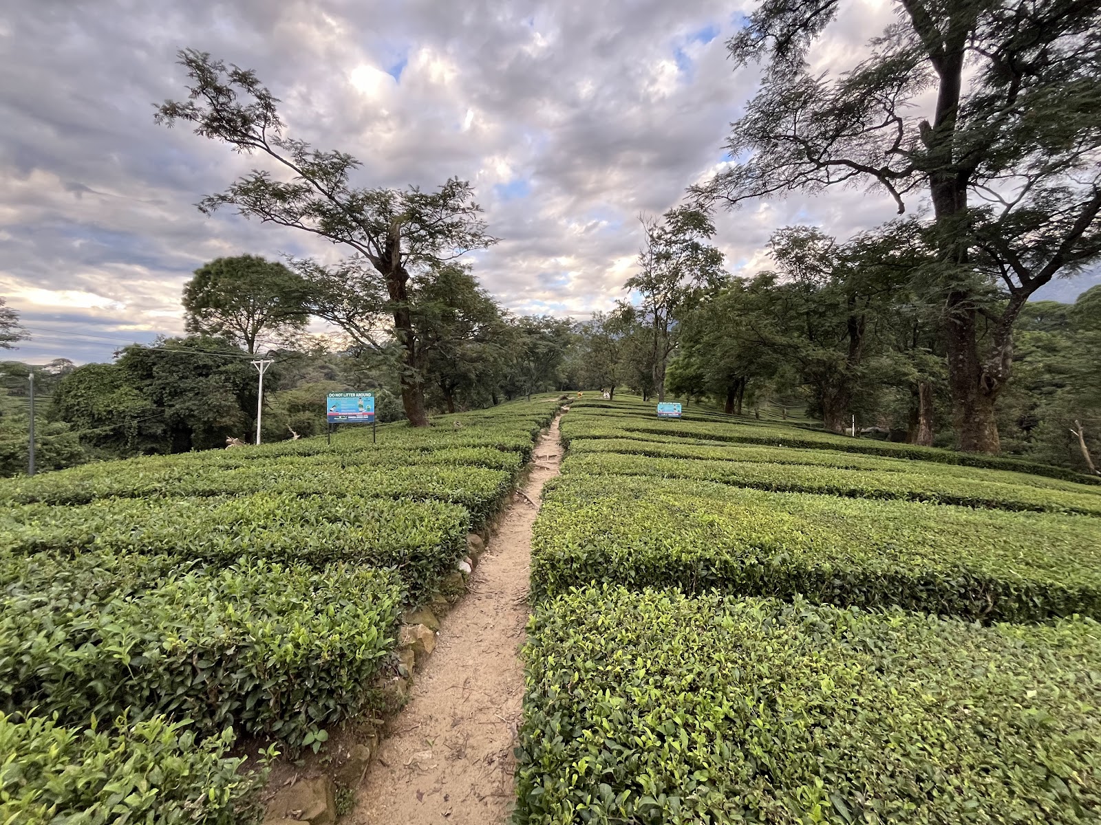 Tea Gardens
