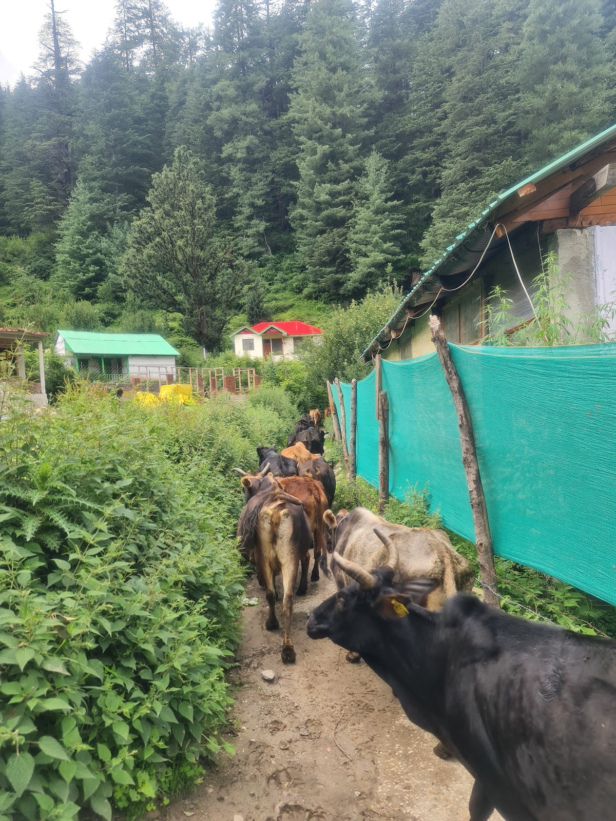 Pulga
