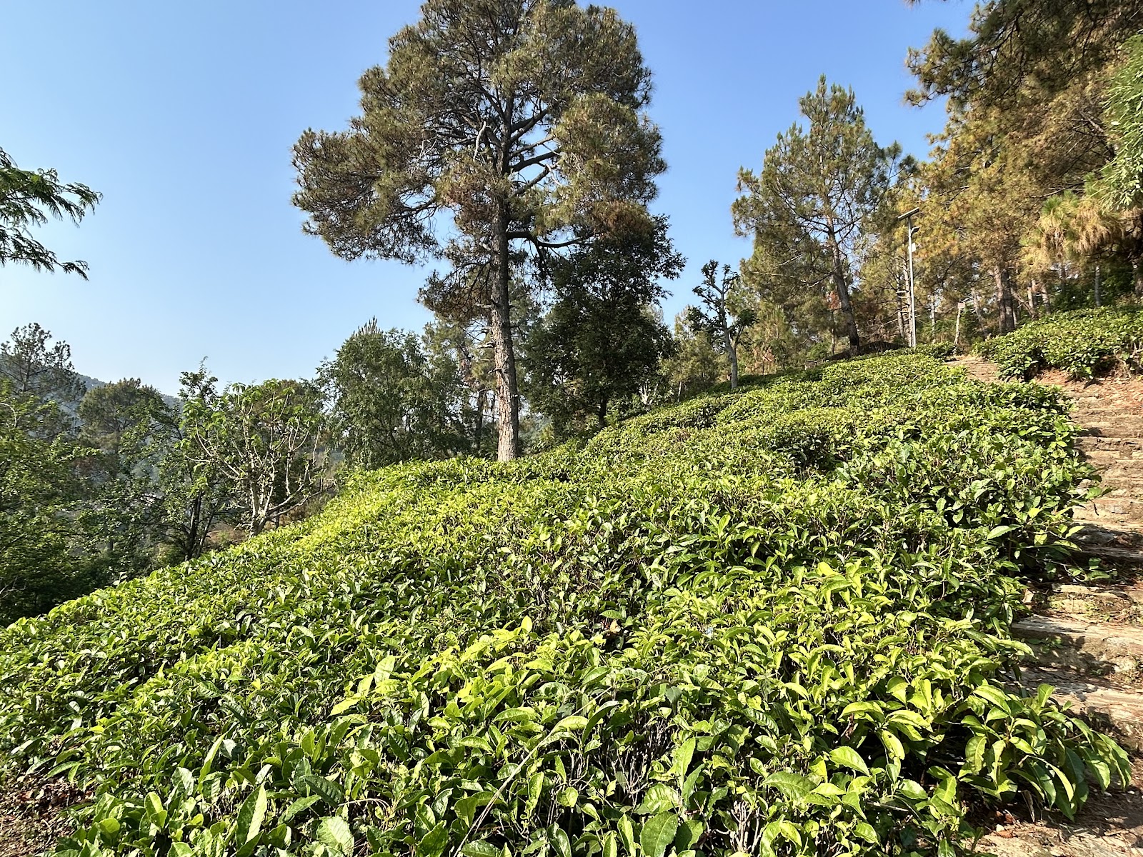 Kausani Tea Estate
