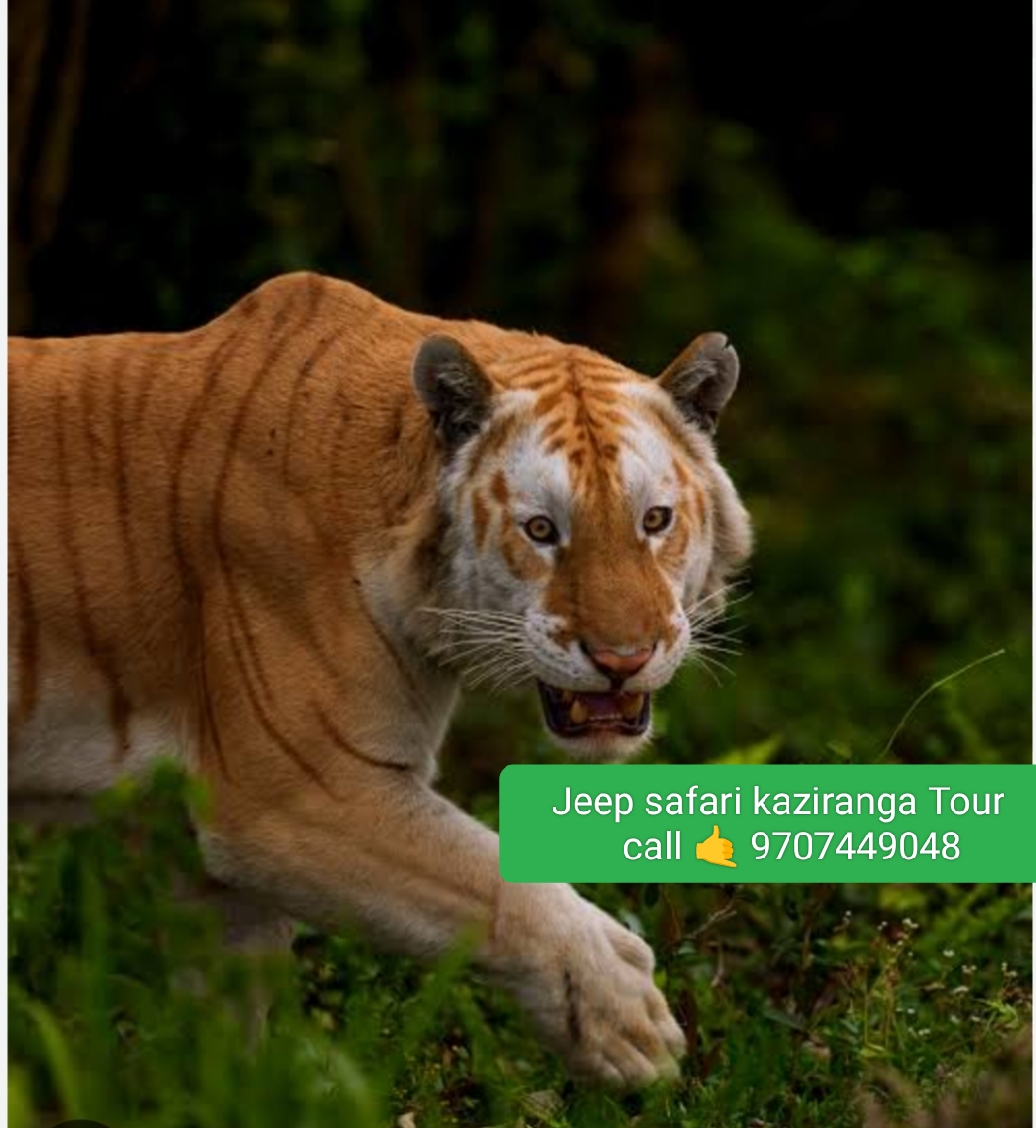 kaziranga-national-park