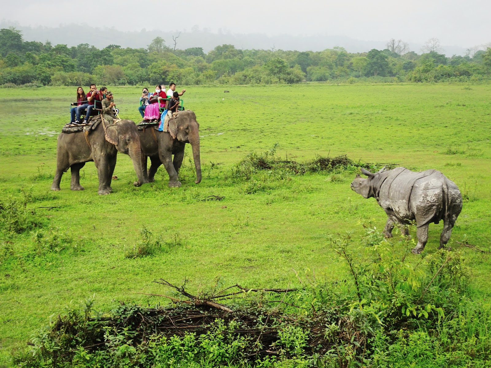 Kaziranga National Park