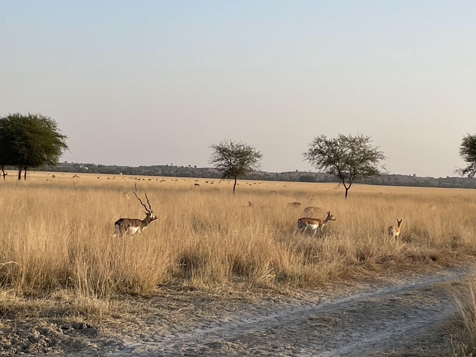 Black Buck Deer Sanctuary